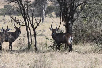 DSC_3668 (Large).JPG